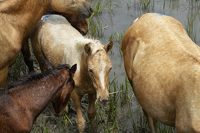 Chincoteague Wild Ponies: Personal Photo Projects : Photos : Richard Moore : Photographer